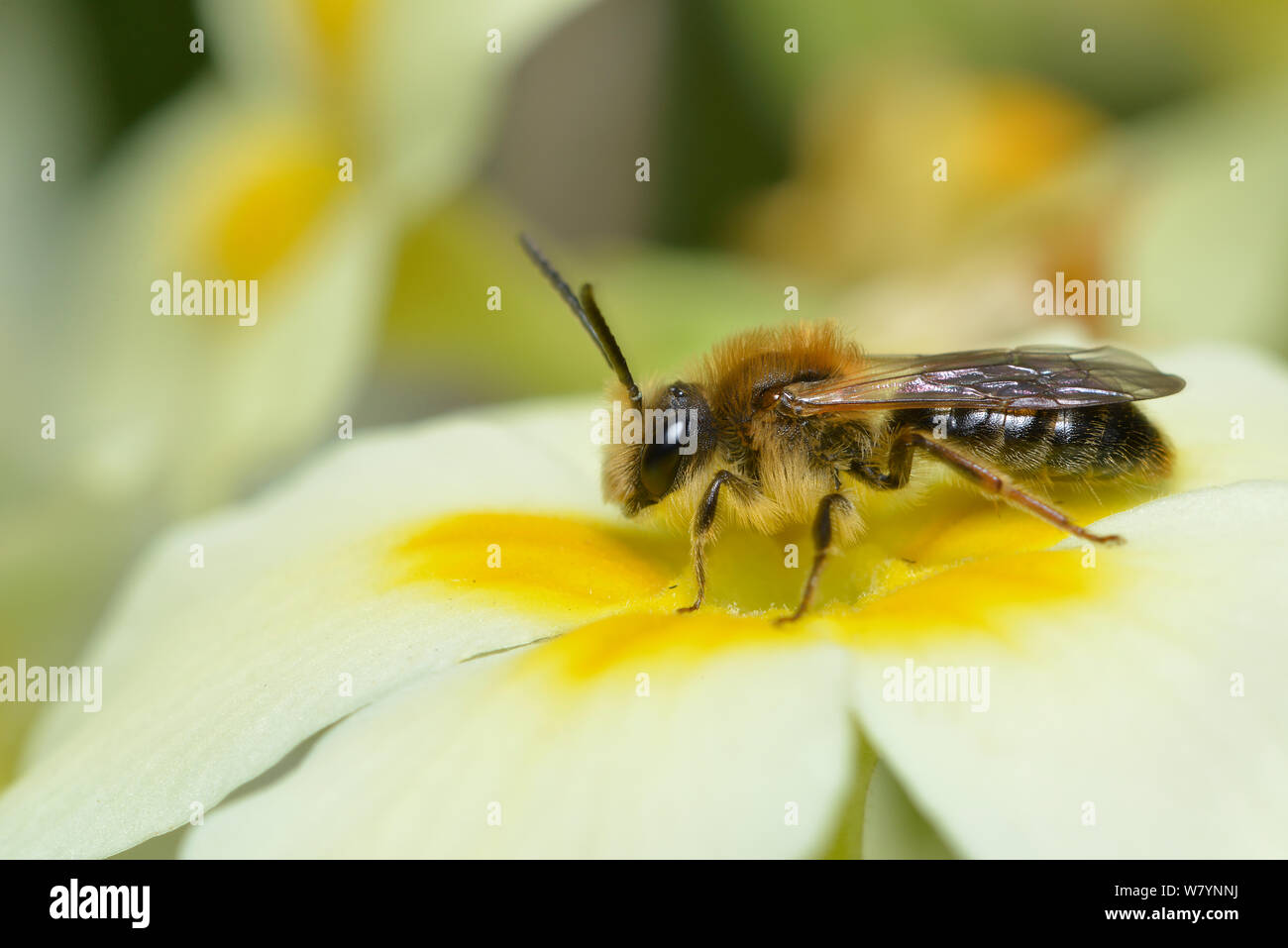 Abeille Andrena haemorrhoa (exploitation minière) mâle posé sur fleur de primevère (Primula vulgaris), Hertfordshire, England, UK. Avril Banque D'Images