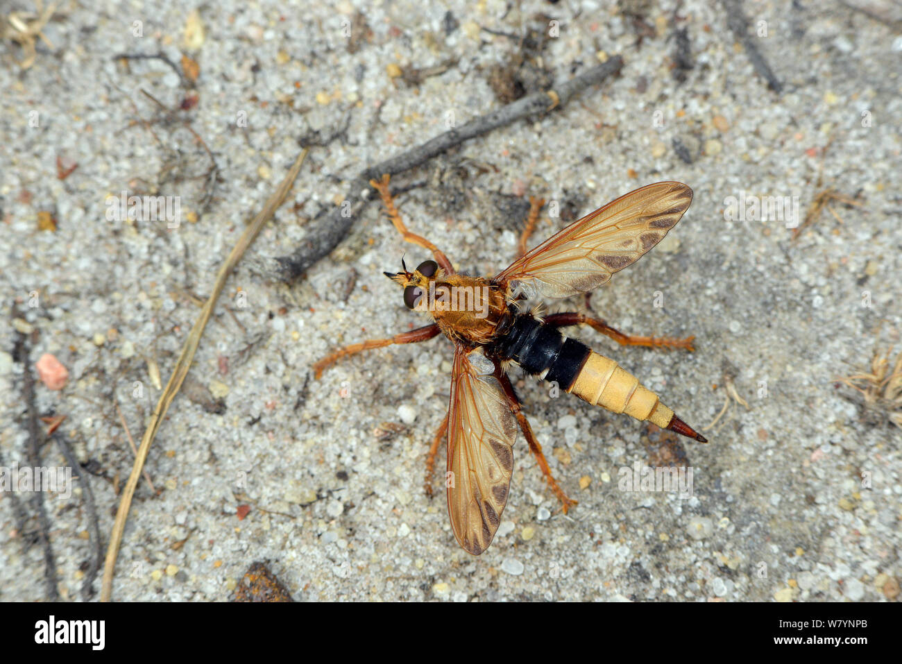 Robberfly (Asilus crabroniformis Hornet) assis avec des ailes ouvertes sur la lande la masse, Surrey, Angleterre, Royaume-Uni. Août Banque D'Images