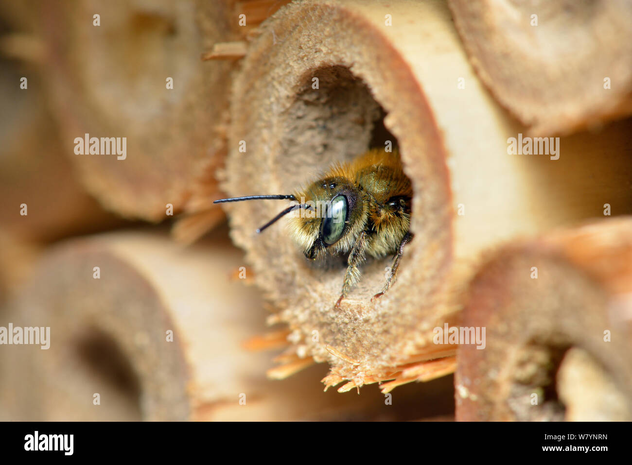 Blue Mason bee (Osmia caerulescens) hommes sortant de l'hôtel de l'abeille / insectes fort dans jardin, Hertfordshire, Angleterre, Royaume-Uni. Avril Banque D'Images