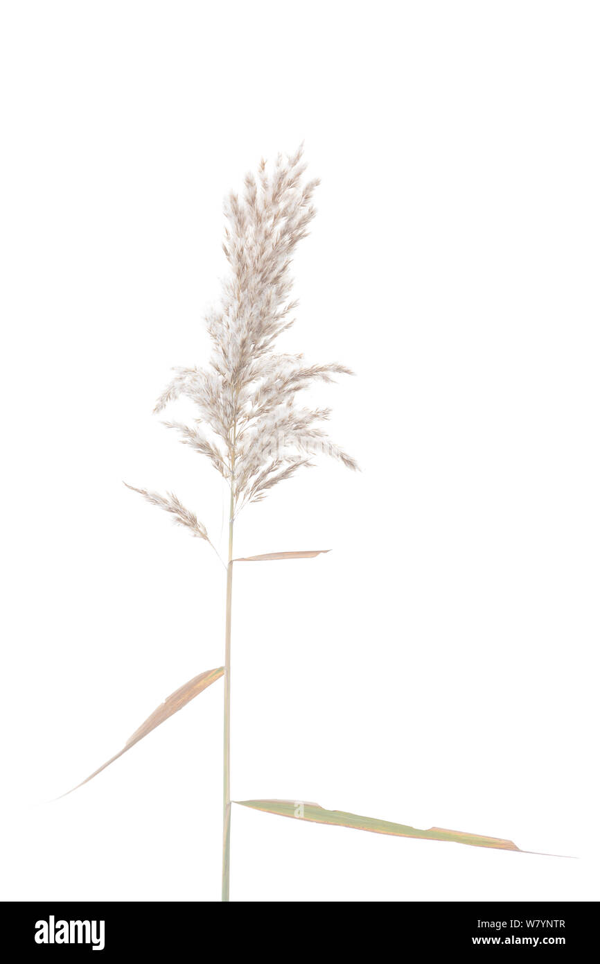 Roseau commun (Pragmites australis), LOR Lake, Castante, Navarra, Espagne, Décembre, décembre. meetyourneighbors.net project Banque D'Images