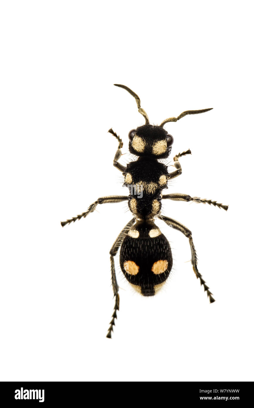 Ant de velours (Hoplomutilla sp), Station biologique Jatun Sacha, province de Napo, Amazonie, Equateur, mars. meetyourneighbors.net project Banque D'Images