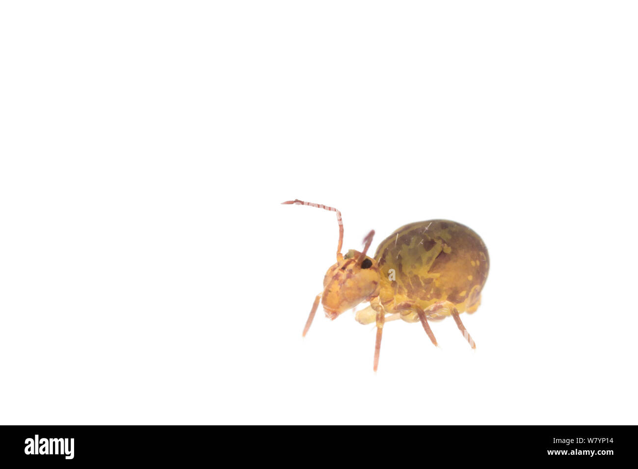 Springtail globulaire (Sminthuridae), Maine-et-Loire, France, novembre. meetyourneighbors.net project Banque D'Images