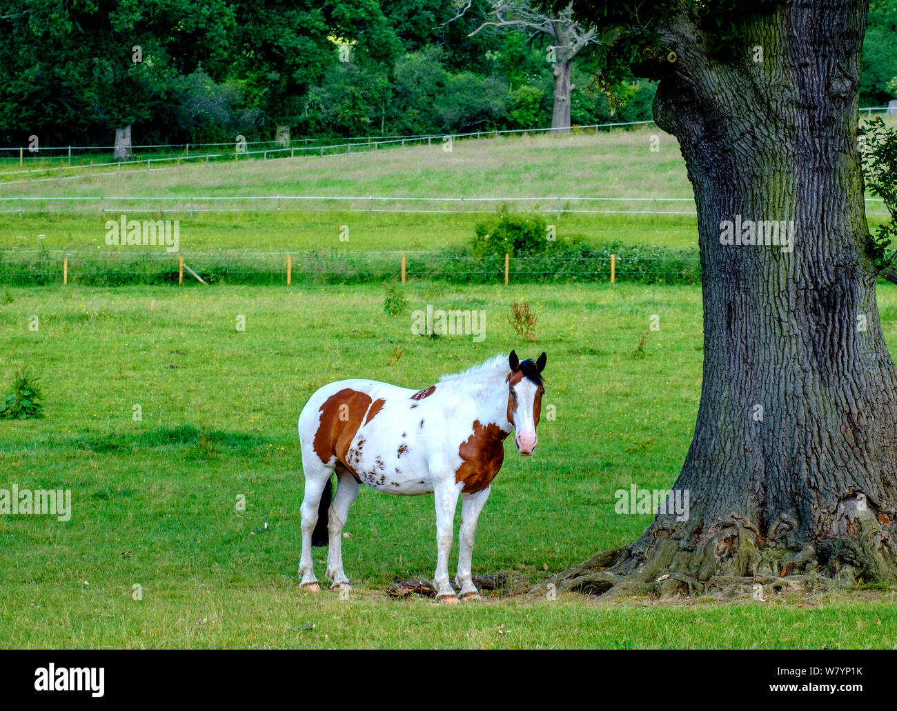 Cheval blanc et marron Pinto avec bald face, debout dans un champ à côté d'un arbre, à Bury Farm, Edgware Grand Londres, Royaume-Uni. Banque D'Images