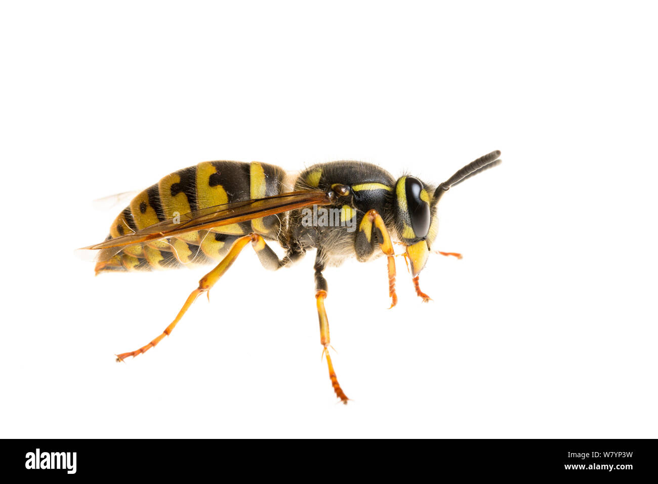 Guêpe commune (Vespula Vulgaris), le Maine-et-Loire, France, novembre. meetyourneighbors.net project Banque D'Images