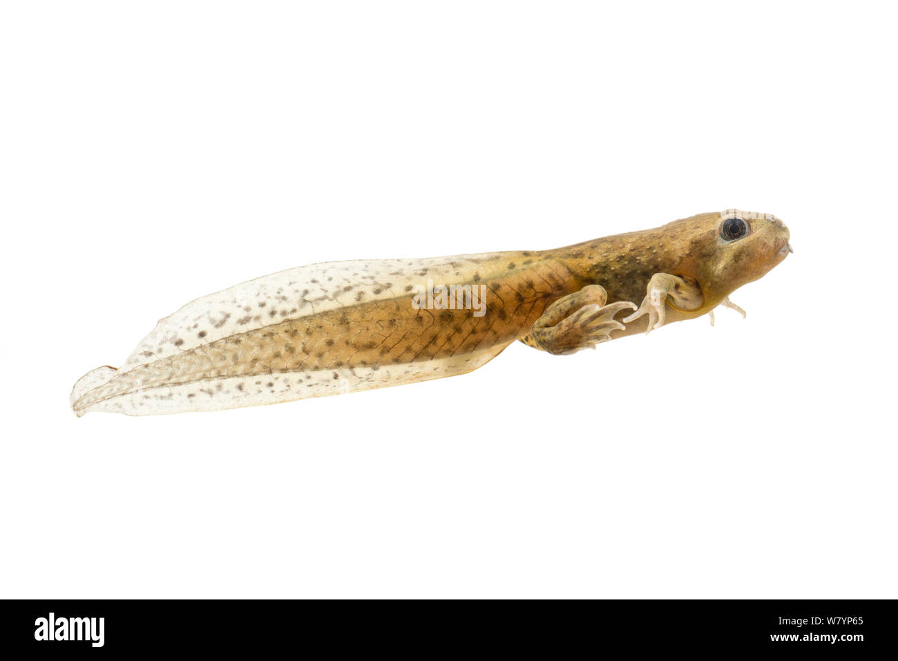 Crapaud commun (Pelobates fuscus) tadpole dans processus de la métamorphose de larve en mineur, le Pays-Bas, juin. meetyourneighbors.net project Banque D'Images