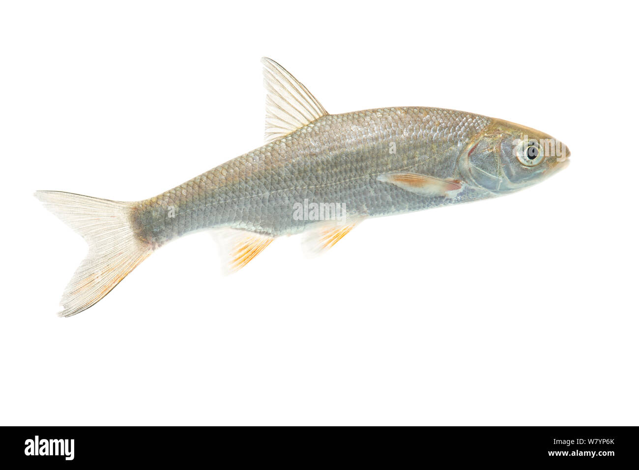 Ide (Leuciscus idus) subadulte, aux Pays-Bas, en mars. meetyourneighbors.net project Banque D'Images