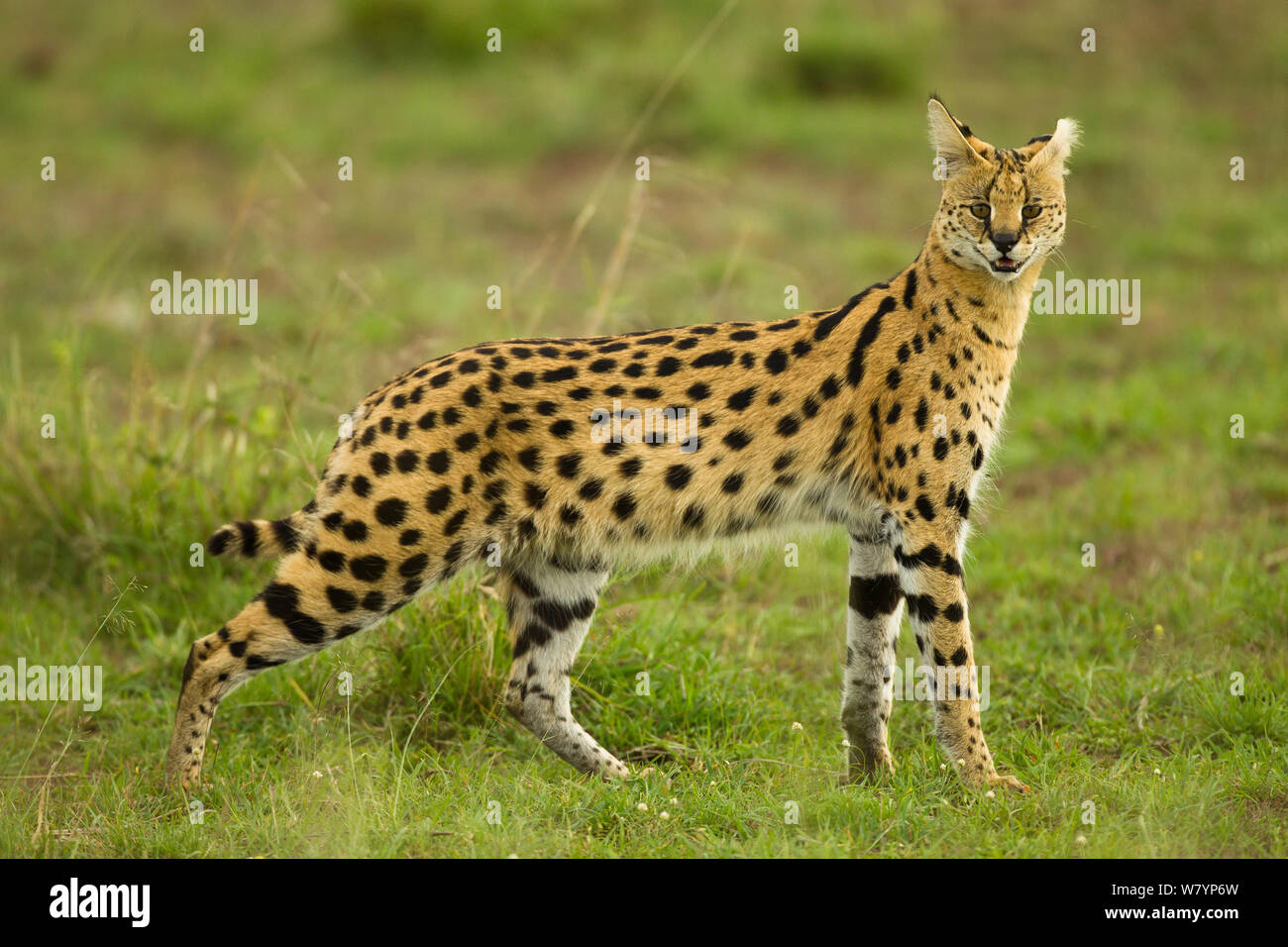 Serval (Leptailurus serval), mâle réserve Masai Mara, Kenya, Afrique de l'Est, novembre. Banque D'Images
