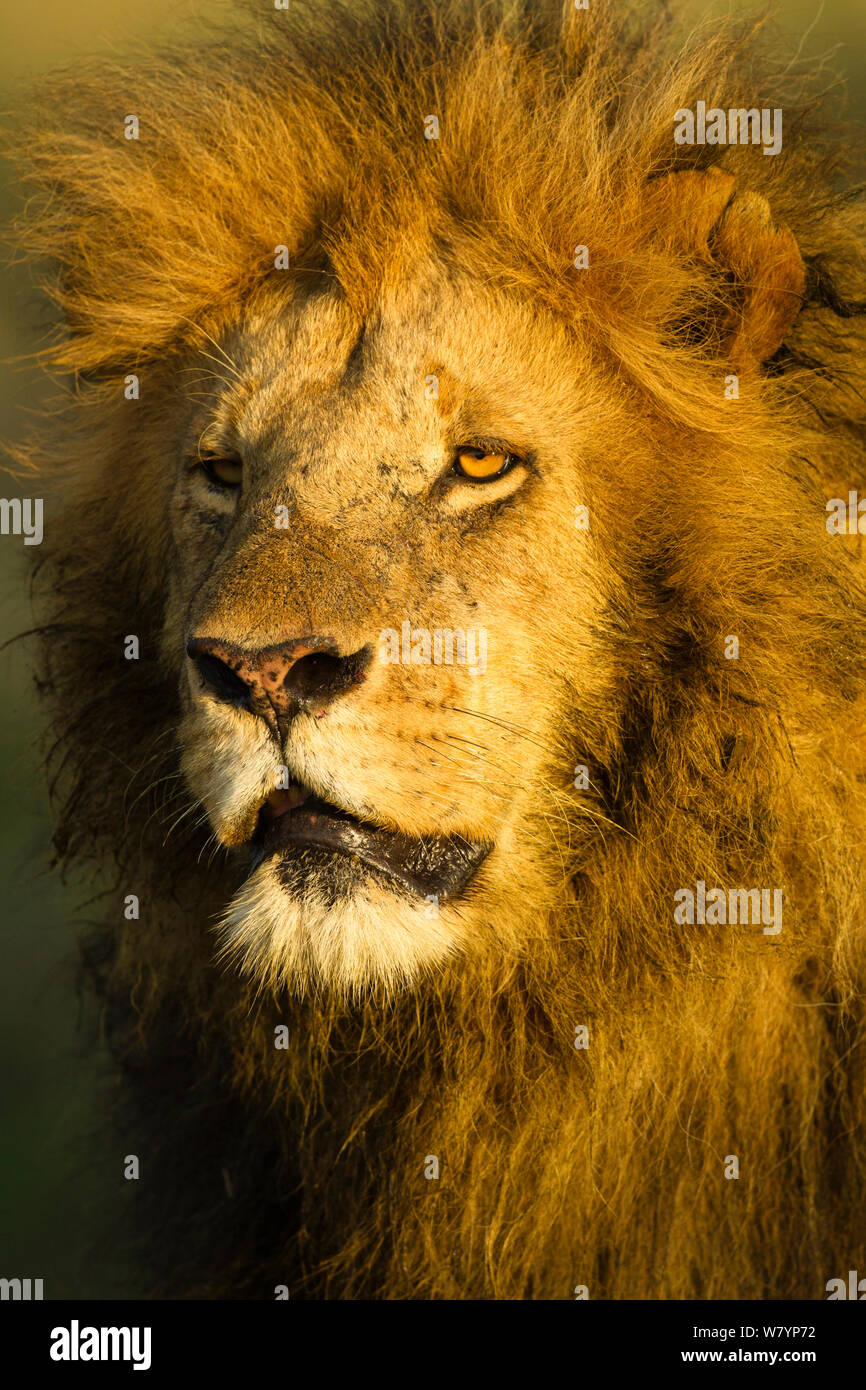L'African lion (Panthera leo) mâle in early morning light, Masai Mara, Kenya, Afrique de l'Est, novembre. Banque D'Images