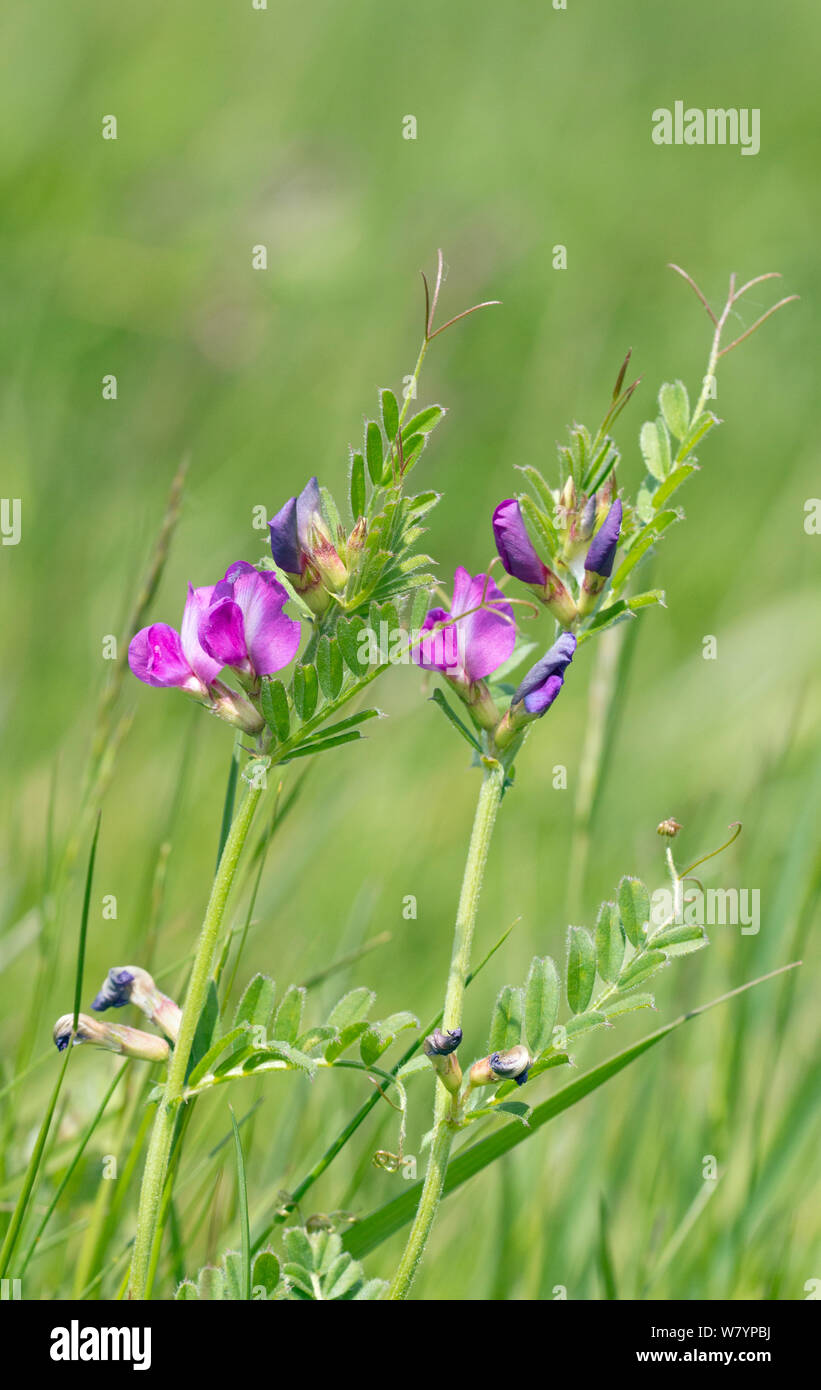 Vesce commune (Vicia sativa), Wiltshire, Royaume-Uni, mai. Banque D'Images