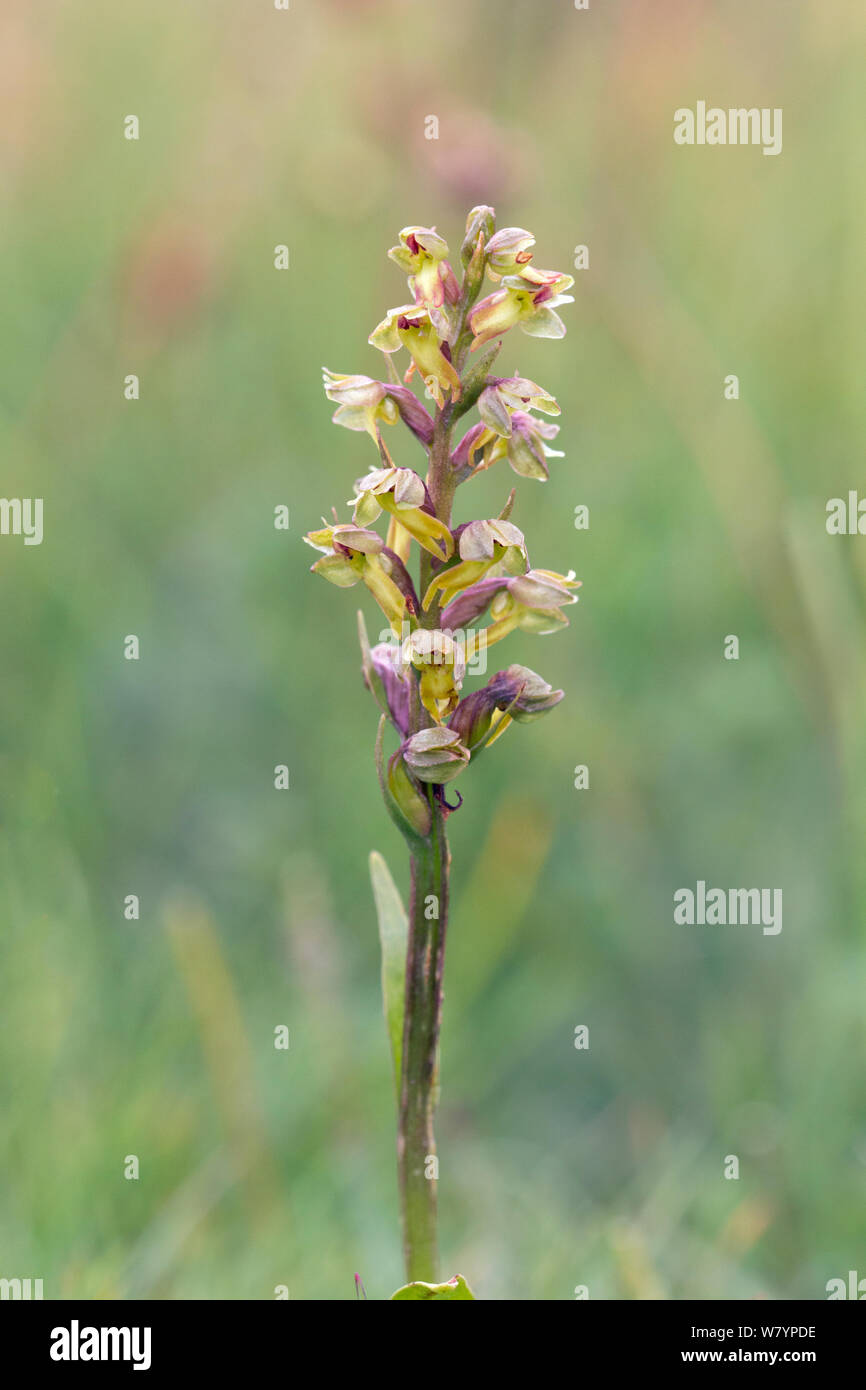Orchidée grenouille (Coeloglossum viride), Wiltshire, Royaume-Uni, juin. Banque D'Images