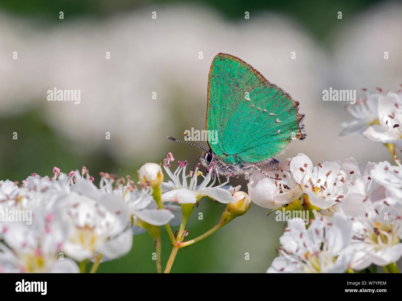 Papillon porte-queue vert (Callophrys rubi) sur les fleurs, Wiltshire, Royaume-Uni, mai. Banque D'Images