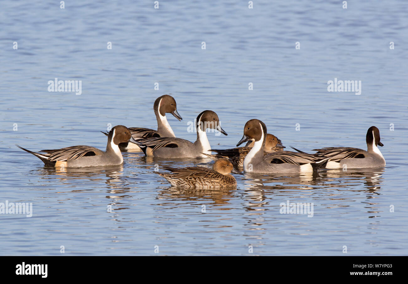 Canard pilet (Anas acuta) groupe d'hommes et de femmes sur l'eau, Gloucestershire, Royaume-Uni, novembre. Banque D'Images