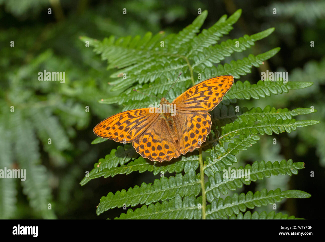 Silver-lavé fritillary (Argynnis paphia papillon) England, UK, juillet. Banque D'Images