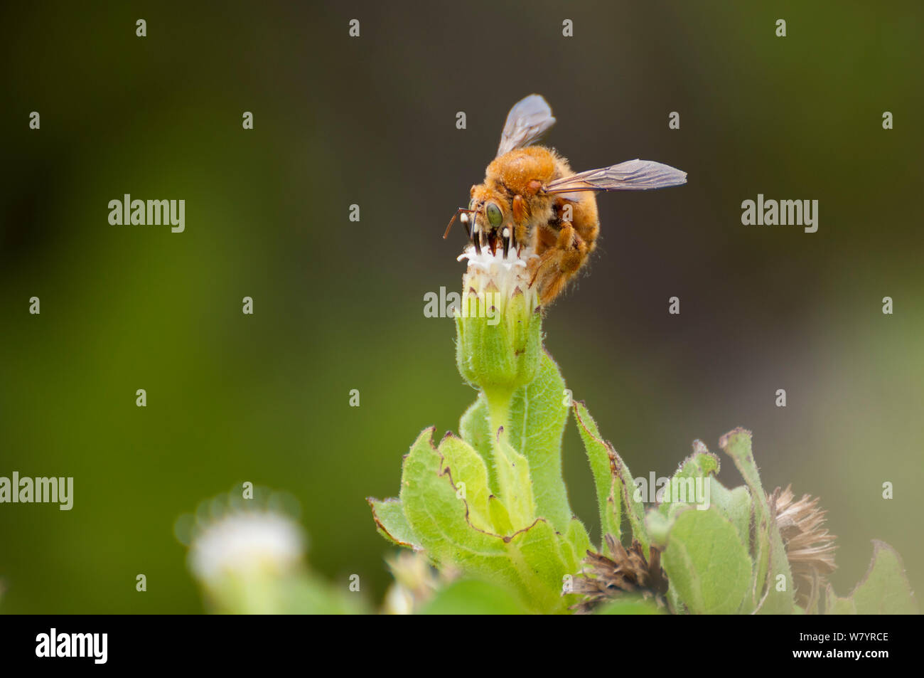 Abeille charpentière (Xylocopa darwini) mâle se nourrissant de Scalesia fleur, Itabaca Channel, l'île de Baltra Galapagos, Equateur,, mai. Banque D'Images