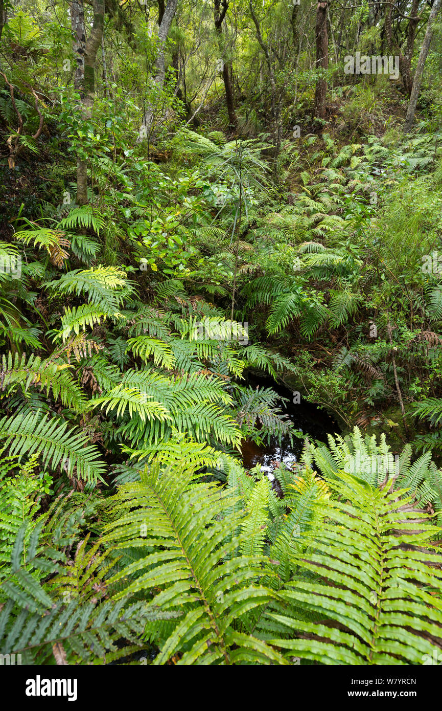 La forêt sur l'île de morue / Whenua Hou, principal habitat de l'espèce menacée de façon critique, Southland, Nouvelle-Zélande, février. Banque D'Images