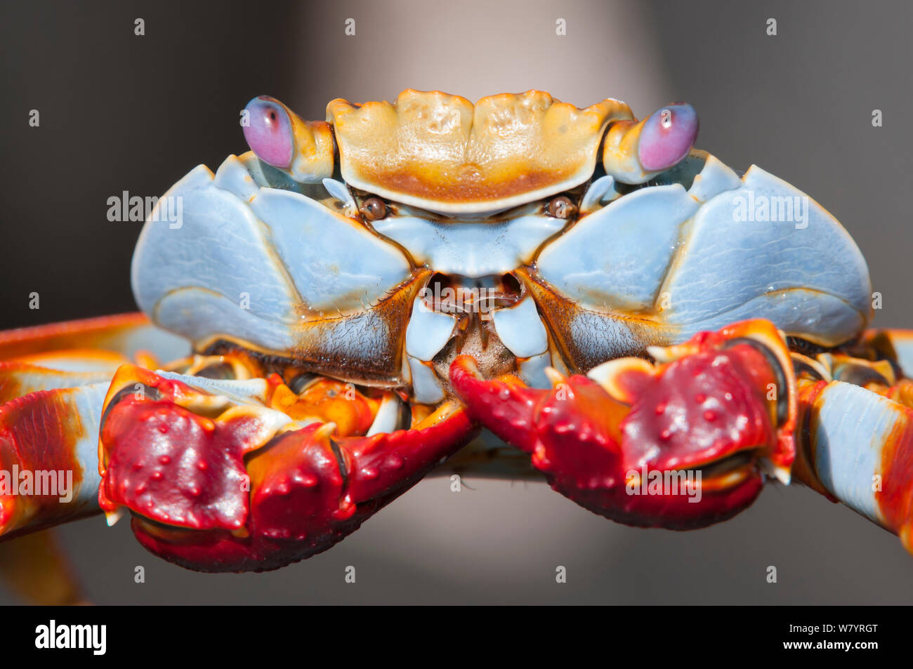 Sally-lightfoot crab (Grapsus grapsus), Punta Suarez, l'île d'Espanola, Galapagos, Equateur, mai. Banque D'Images