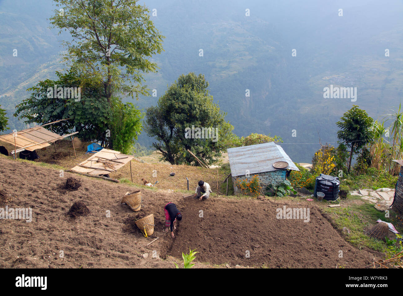Les agriculteurs la préparation de sol après la récolte près de village de montagne de Ghandruk, Modi Khola, vallée de l'Himalaya, au Népal. Novembre 2014. Banque D'Images