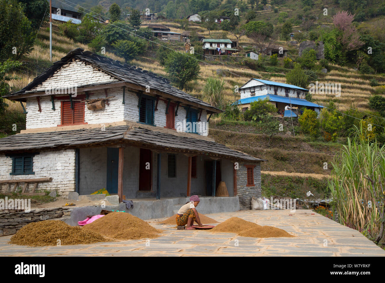 Terrasse de montagne enfant fermes moissonnant le blé, Ghandruk, Modi Khola, vallée de l'Himalaya, au Népal. Novembre 2014. Banque D'Images