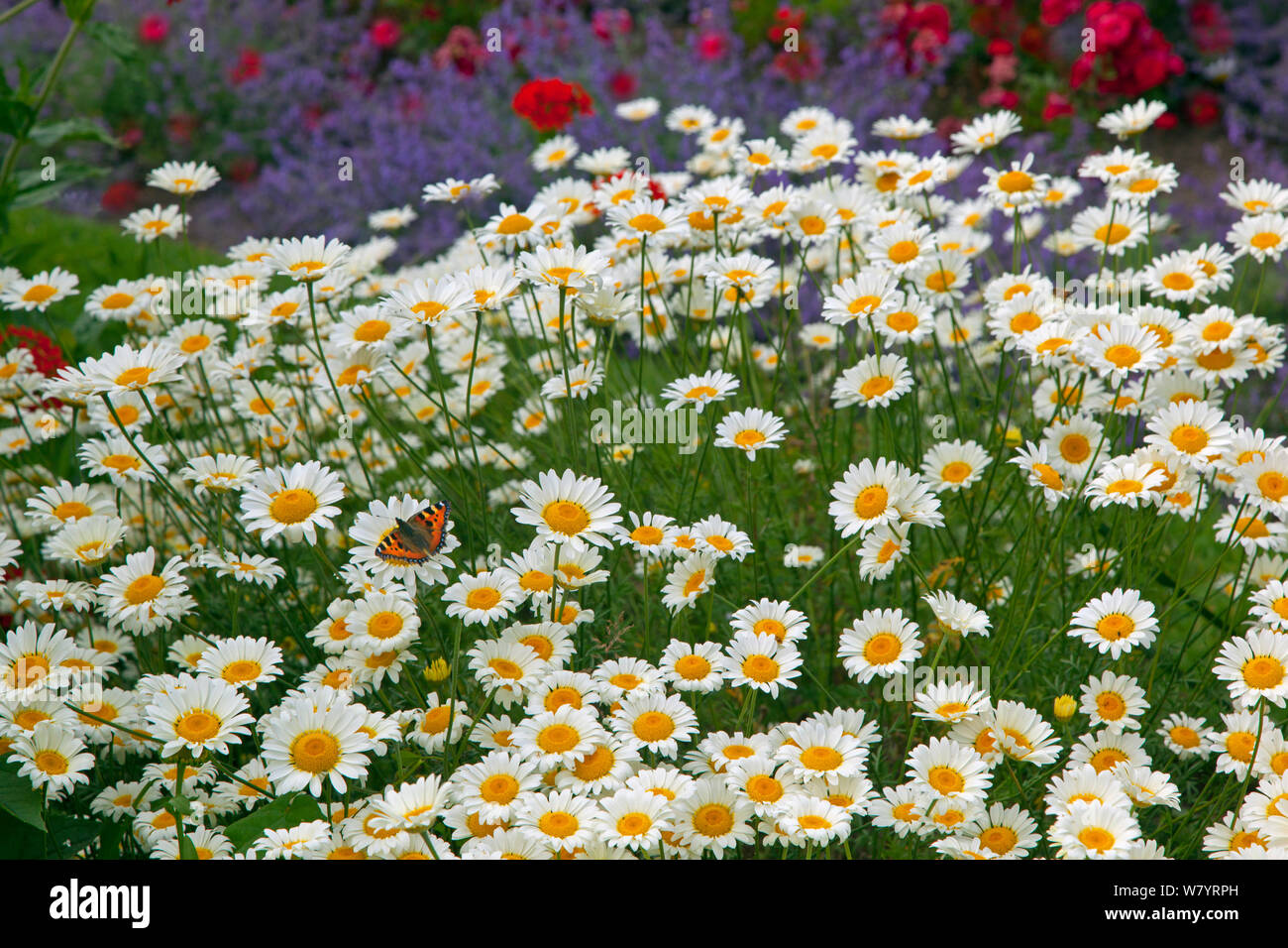 Petit papillon écaille (Aglais urticae) nectar sur les fleurs en été, Anthemis, Norfolk, Angleterre, Royaume-Uni, juin. Juillet. Banque D'Images