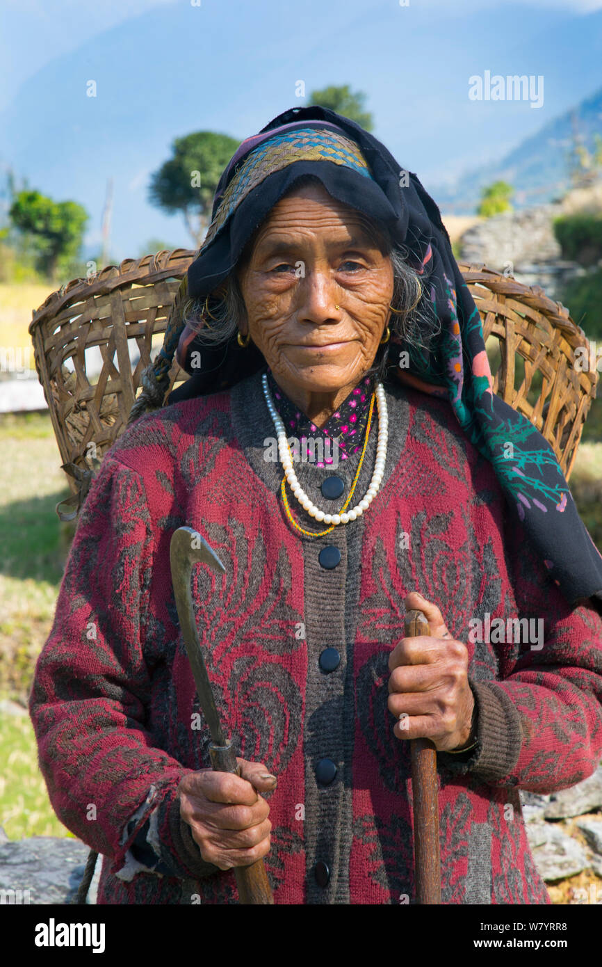 Personnes âgées farmer carrying basket sur son dos, Ghandruk, Modi Khola, vallée de l'Himalaya, au Népal. Novembre 2014. Banque D'Images