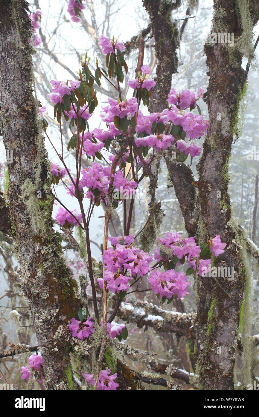 Fleurs de rhododendron (Rhododendron sp) Lijiang, Lijiang Parc National Laojunshan, Province du Yunnan, Chine. Avril. Banque D'Images