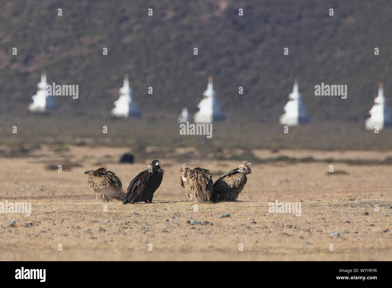 Cinereous vulture (Platycnemis monachus) et Himalayan griffon Gyps himalayensis) (avec les stupas en arrière-plan, lac Napahai, Zhongdian County, Province du Yunnan, Chine. Janvier. Banque D'Images