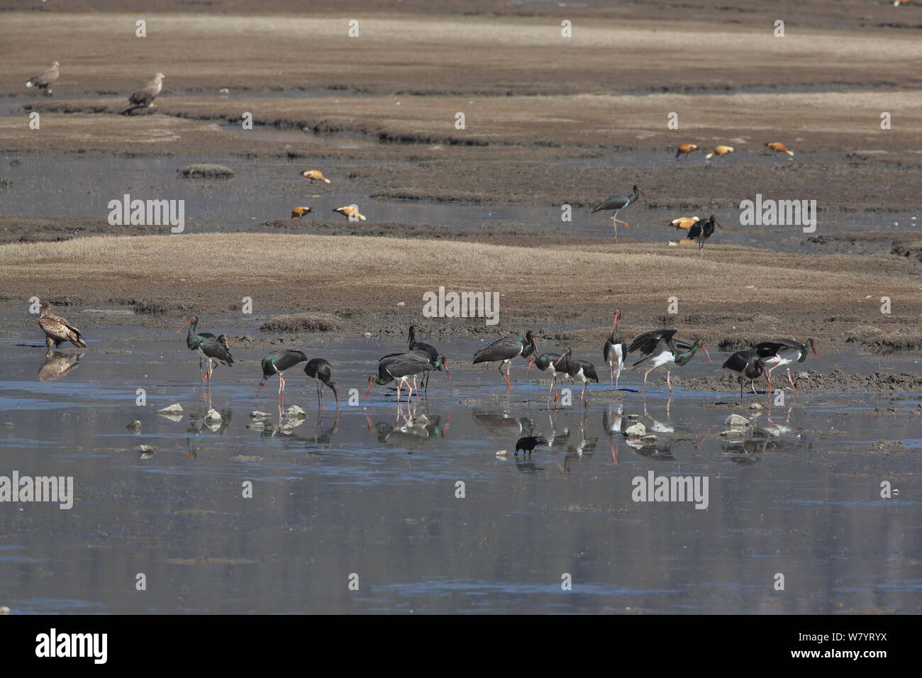 Cigognes noires (Ciconia nigra) se nourrissent dans la vase boueuse autour du lac, avec d'autres oiseaux, y compris des pygargues à queue blanche (Haliaeetus albicilla) et l'Érismature rousse shelducks (Tadorna ferruginea) Lac Napahai, Zhongdian County, Province du Yunnan, Chine. Janvier. Banque D'Images
