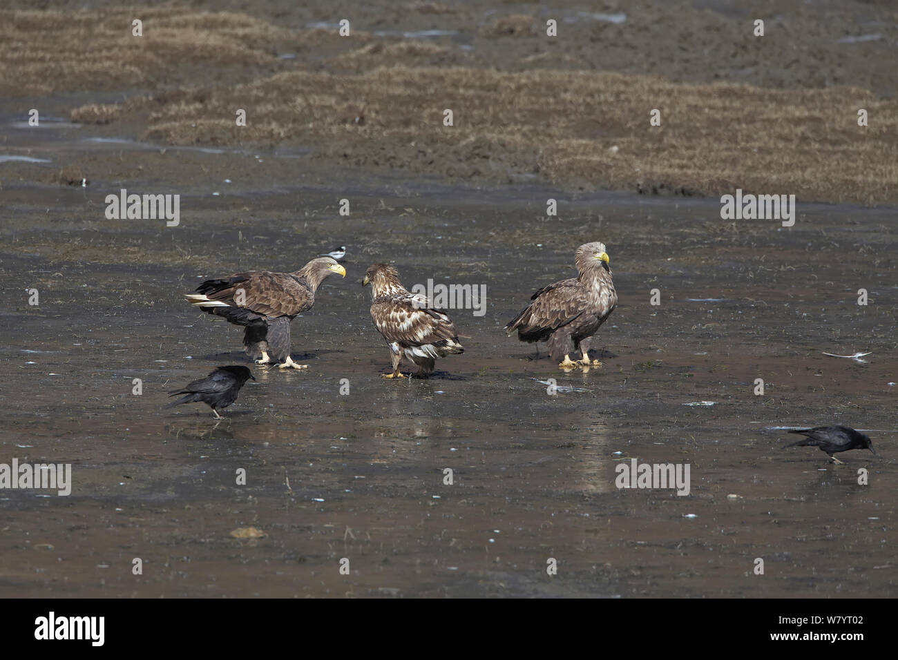 Des pygargues à queue blanche (Haliaeetus albicilla) avec deux jeunes adultes, debout dans le limon entourant le lac Napahai, Zhongdian County, Province du Yunnan, Chine. Janvier. Banque D'Images
