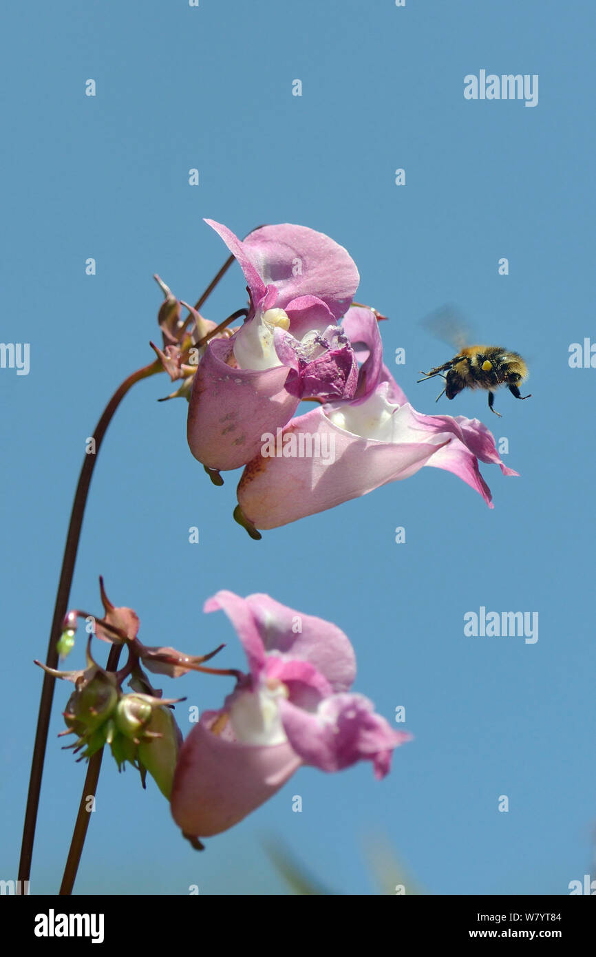 Les bourdons (Bombus cardeur commun pascuorum) visite de balsamine de l'Himalaya (Impatiens glandulifera) fleurs, Cornwall, UK, juin. Banque D'Images