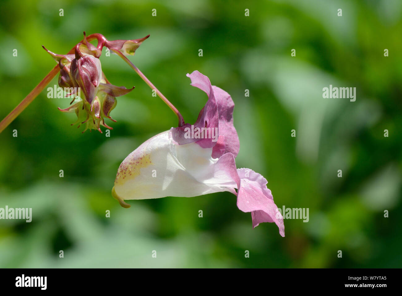 Balsamine de l'Himalaya (Impatiens glandulifera) flower close up, Cornwall, UK, juin. Banque D'Images