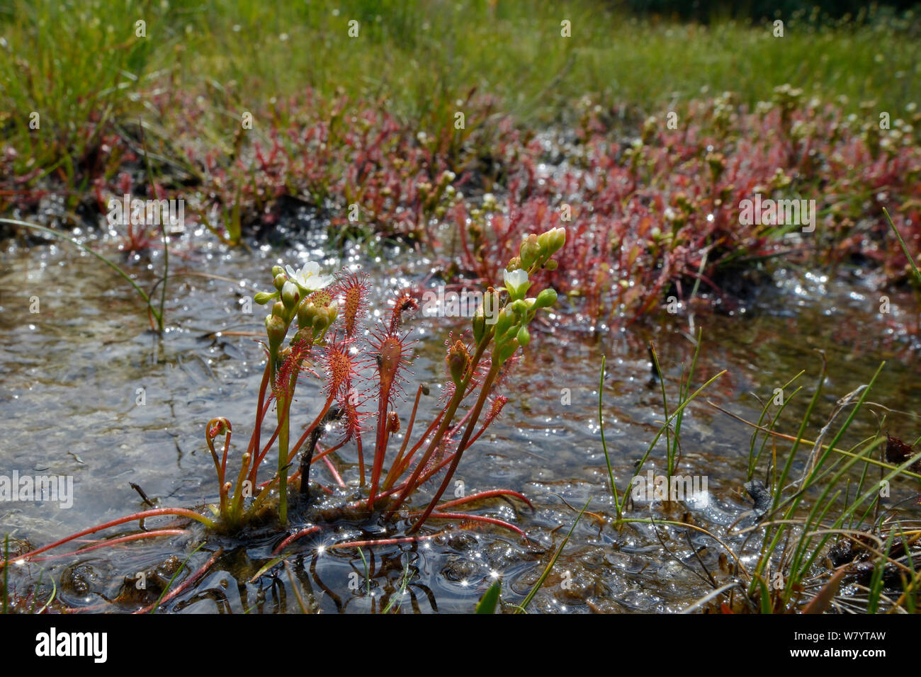 À feuilles oblongues / Long droséra filiforme (Drosera intermedia) touffe floraison dans un bassin marécageux, Stoborough Heath, Dorset, UK, juillet. Banque D'Images