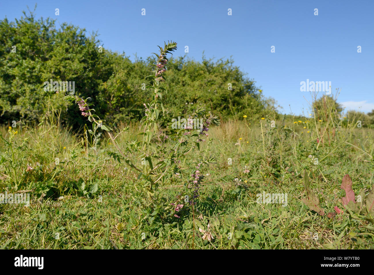 Red Bartsia (Odontites verna) floraison sur une pente de bruyères. Commune de Corfe, Dorset, UK, juillet. Banque D'Images