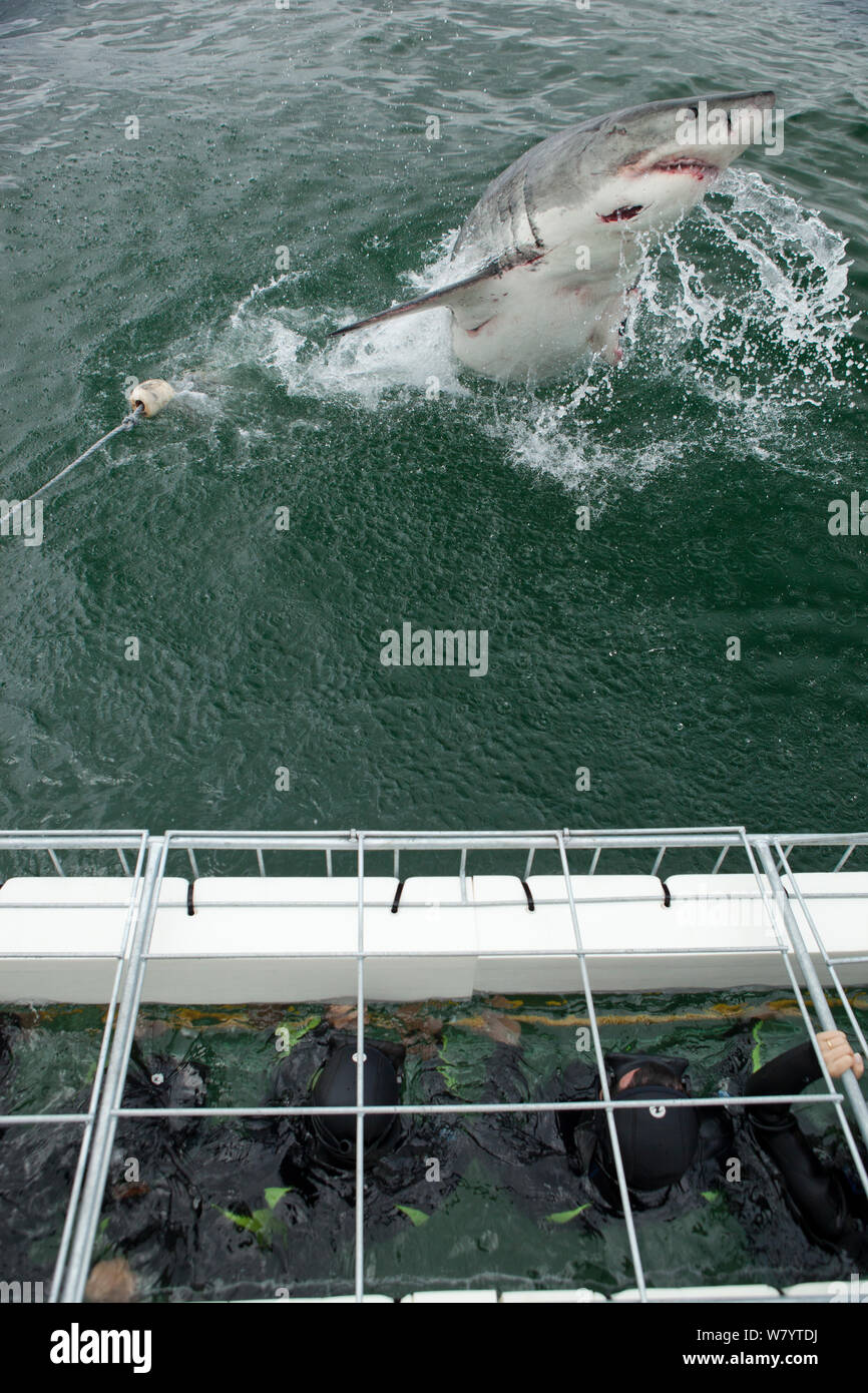 Grand requin blanc (Carcharodon carcharias) violer en face de plongeurs cage, près de Gansbaai, Afrique du Sud, décembre. Banque D'Images