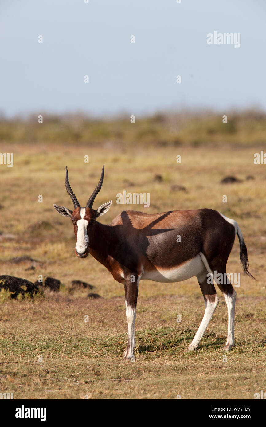 (Bontebok Damaliscus pygargus pygargus), De Hoop, Afrique du Sud, décembre. Banque D'Images