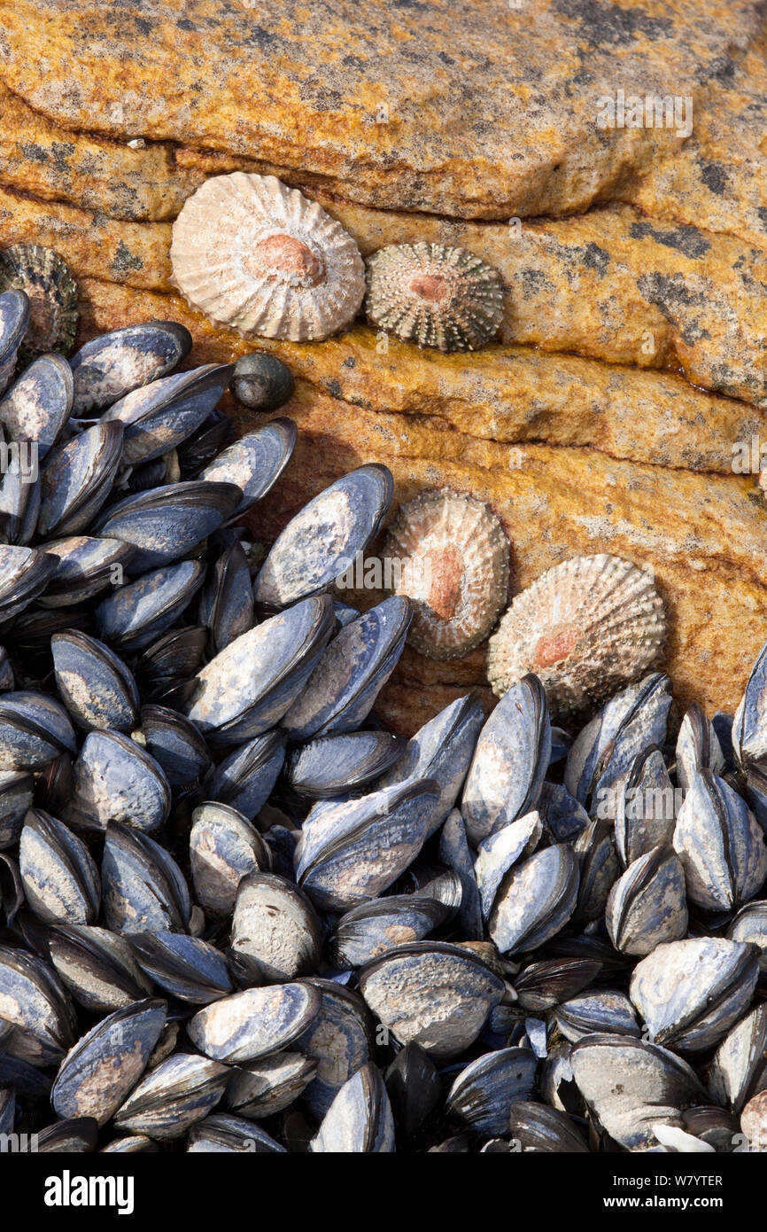 Moules méditerranéennes (Mytilus galloprovincialis) et les patelles sur rock, dans la province du Cap, Afrique du Sud, décembre. Banque D'Images