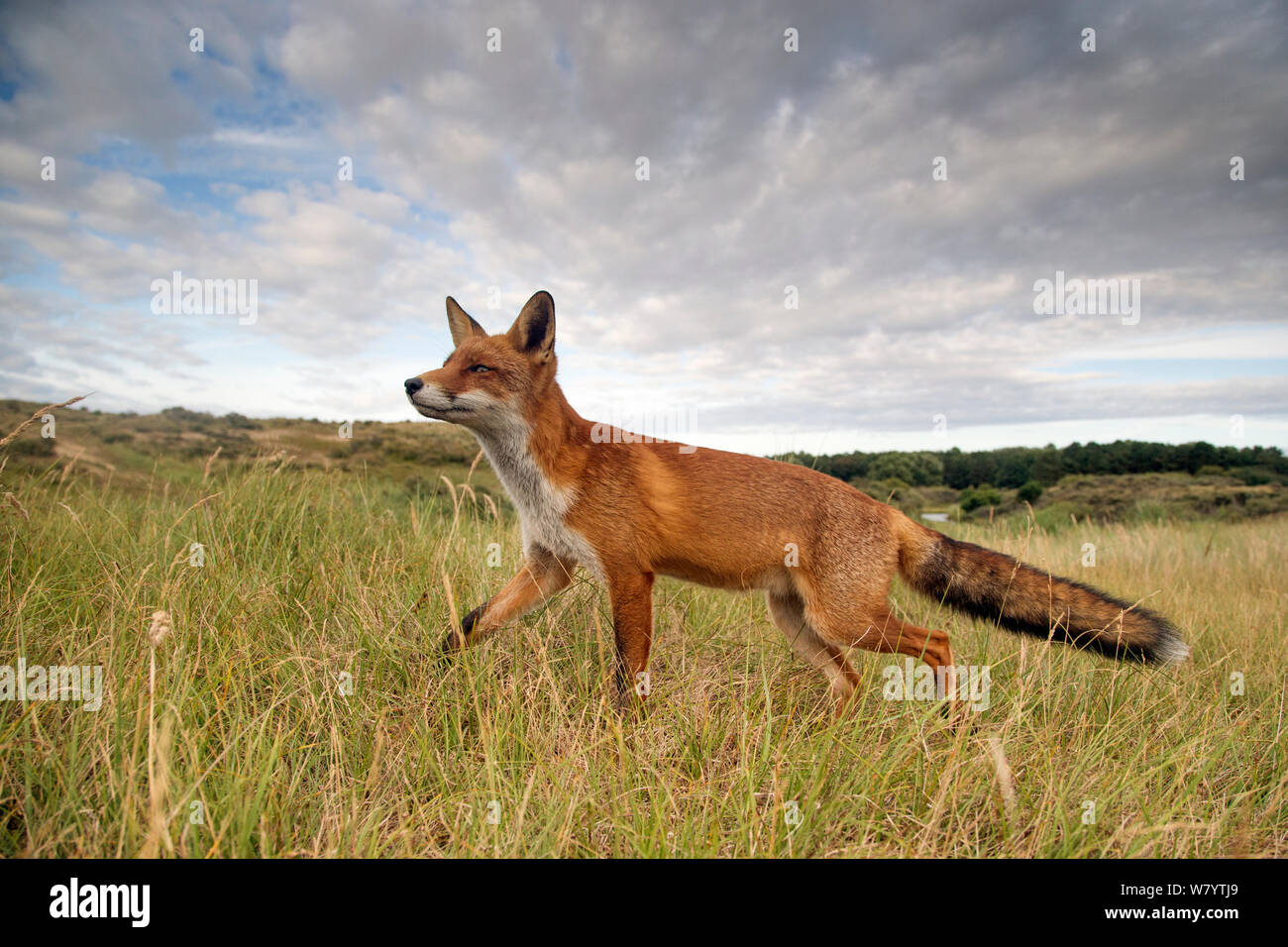 European red fox (Vulpes vulpes crucigera) odeur de l'air dans l'habitat de dunes de sable, aux Pays-Bas. Août Banque D'Images