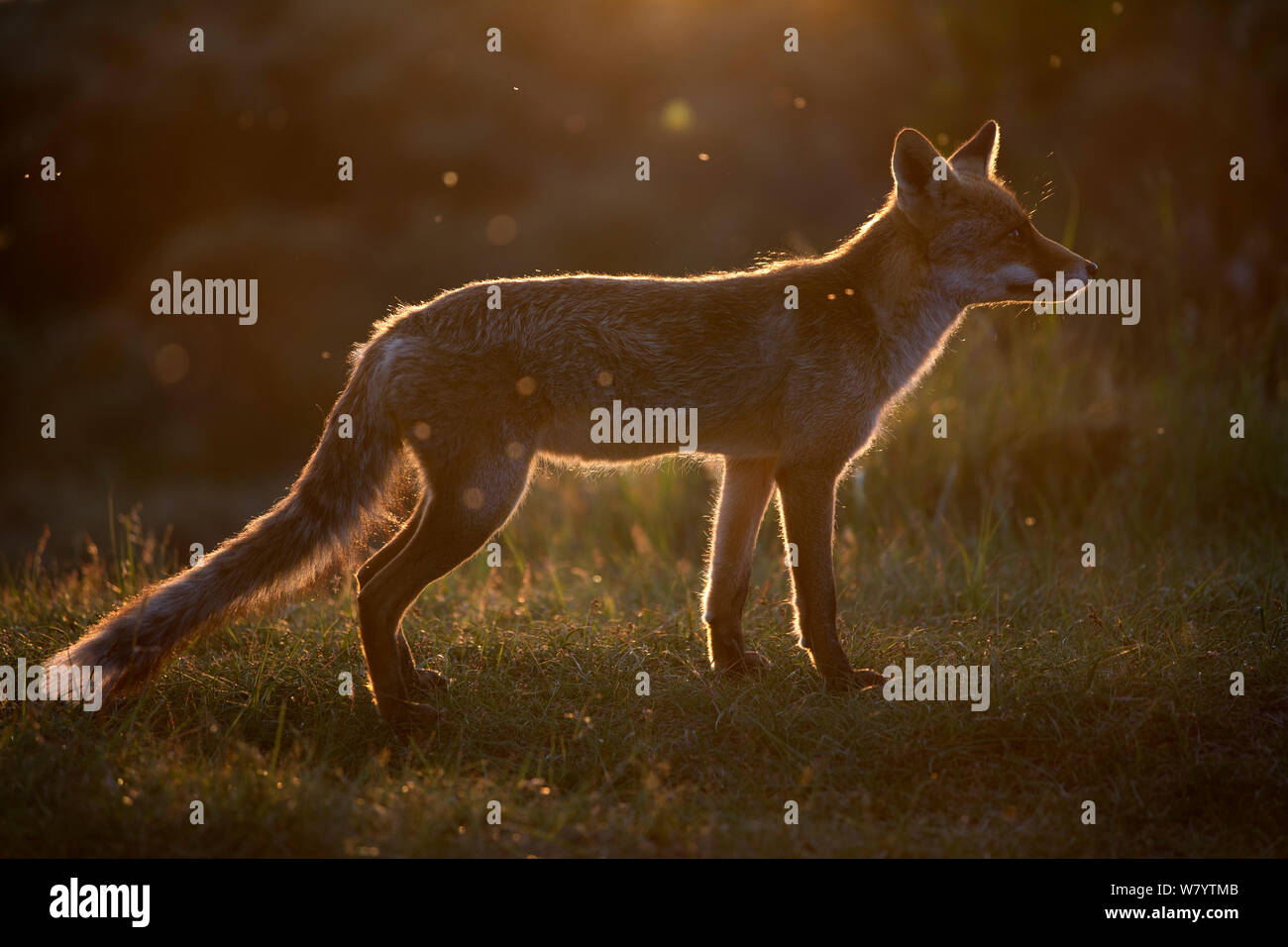 European red fox (Vulpes vulpes crucigera rétroéclairé) au coucher du soleil. Les Pays-Bas. Juin Banque D'Images