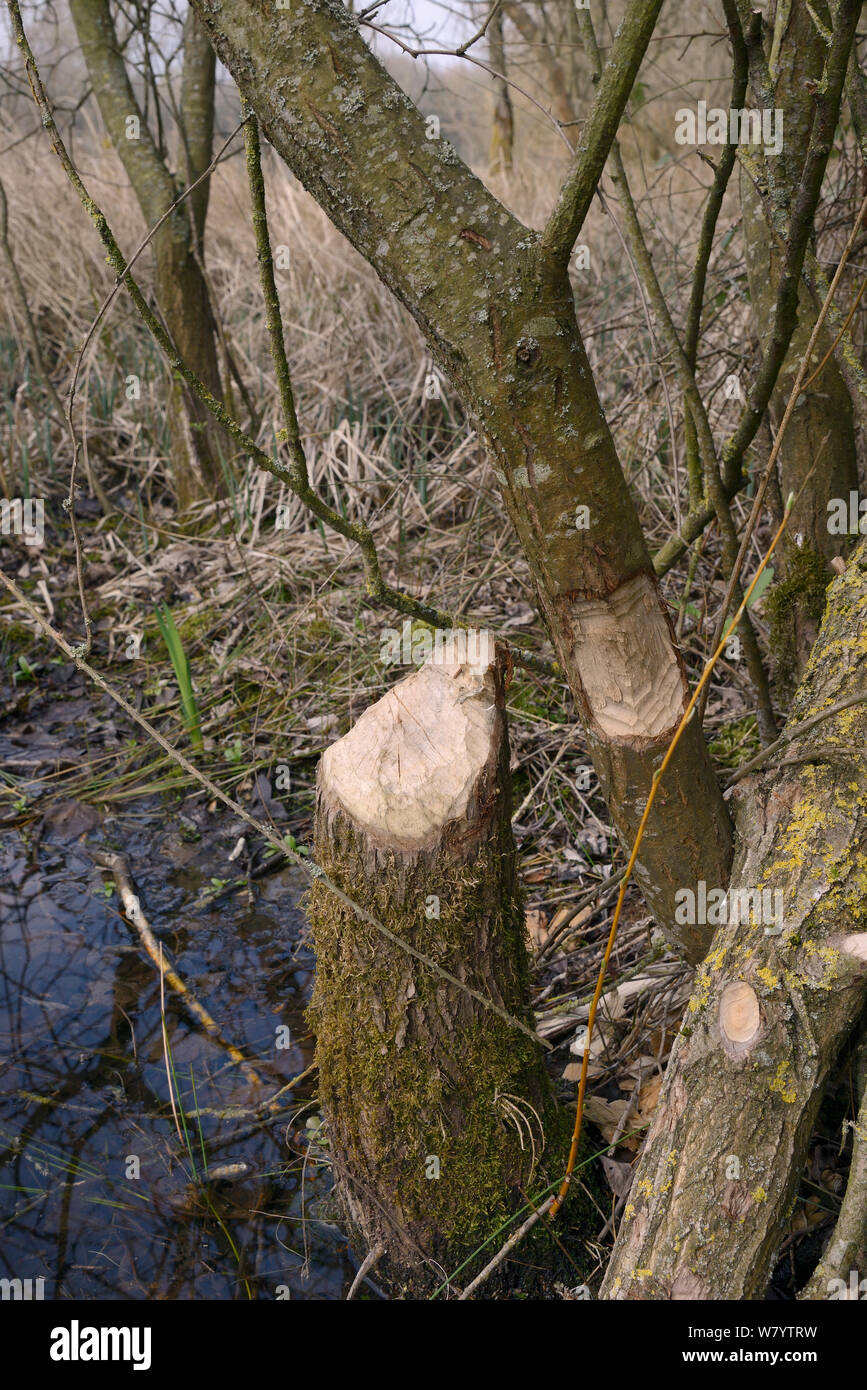 Les jeunes saules (Salix sp.) abattus et rongé par le castor d'Eurasie (Castor fiber), Gloucestershire, Royaume-Uni, avril. Banque D'Images