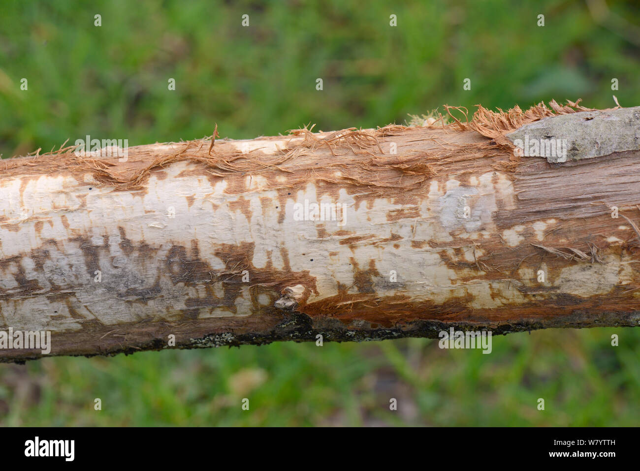 Toothmarks à gauche par le castor (Castor fiber) qui a dépouillé l'écorce d'une branche d'arbre coupé dans un grand terrain boisé, boîtier, Projet Castor Devon Le Devon Wildlife Trust, Devon, UK, avril 2015. Banque D'Images