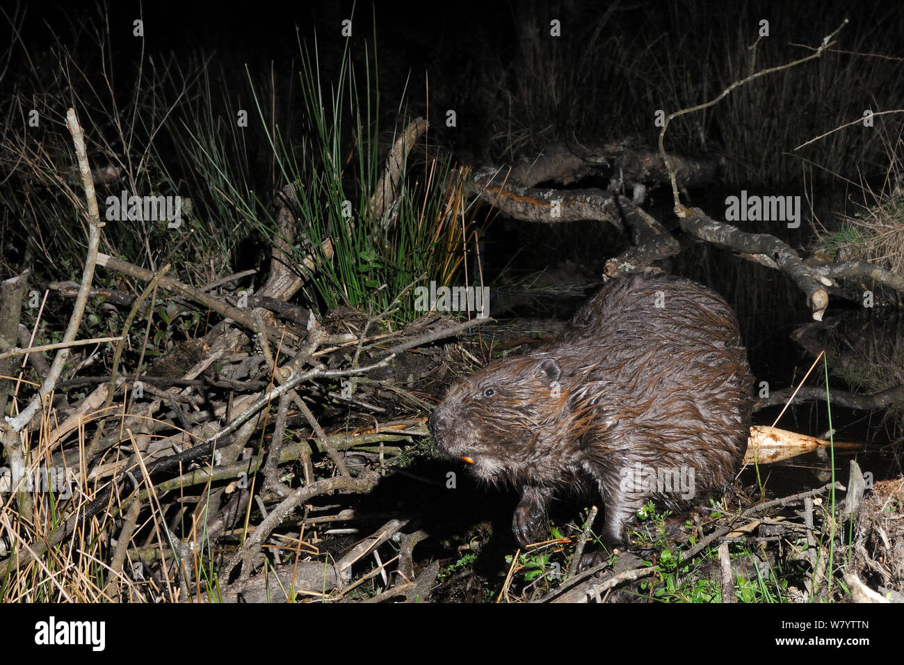Le castor d'Eurasie (Castor fiber) debout sur son barrage dans les bois La nuit, enceinte du projet Castor Devon, dirigée par Devon Wildlife Trust, Devon, UK, avril. Prise par une caméra à distance piège. Banque D'Images