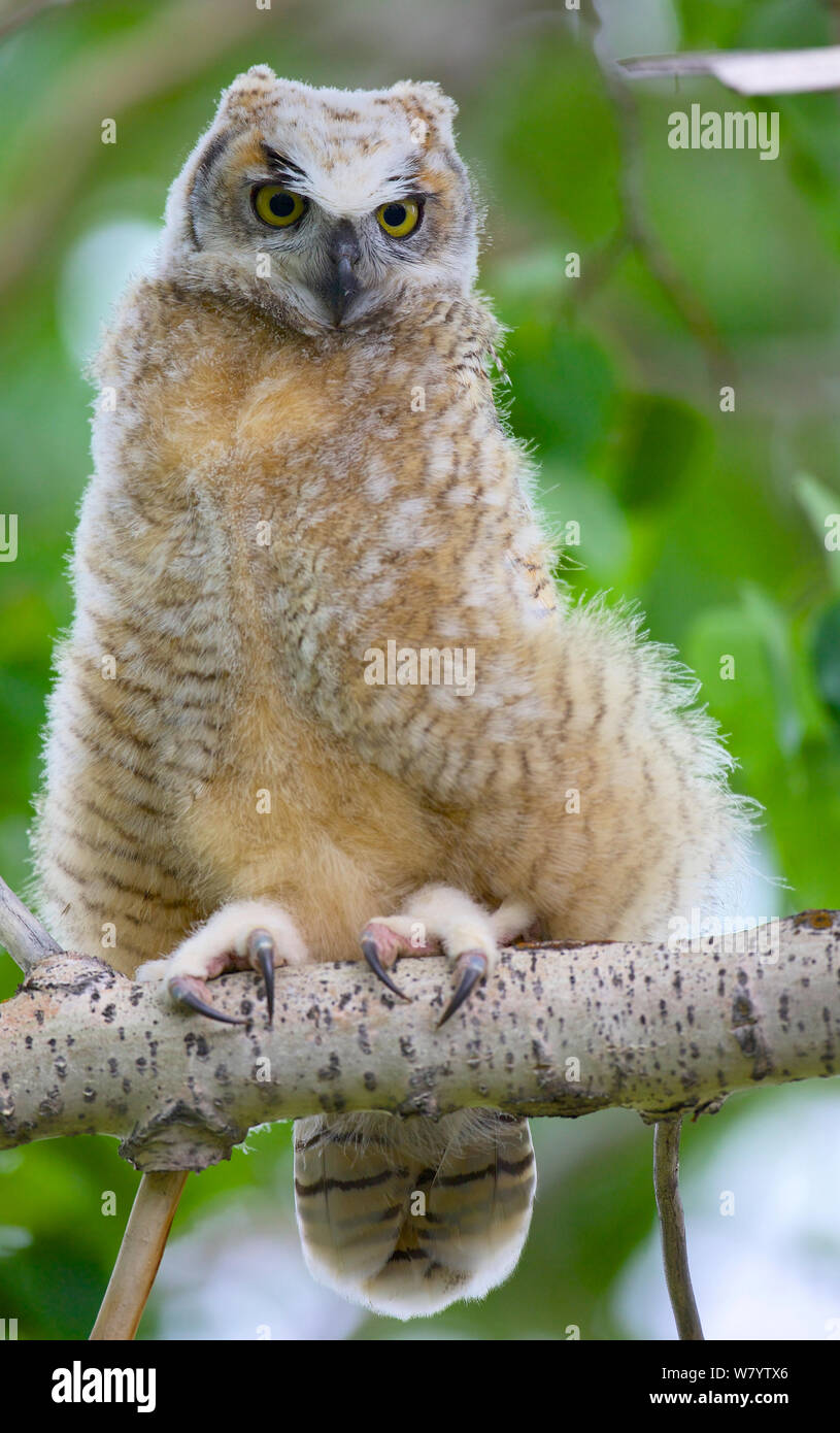 Owlet Grand-duc (Bubo virginianus) perché, Regina, Saskatchewan, Canada. Juin 2013. Banque D'Images