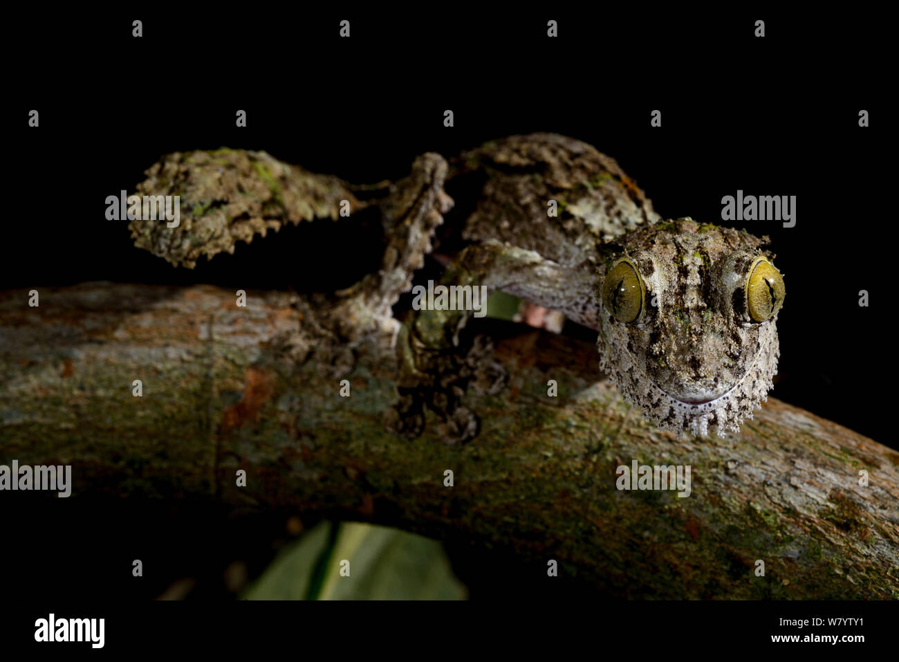 Gecko à queue de feuille moussus (Uroplatus sikorae) captive, se produit à Madagascar. Banque D'Images