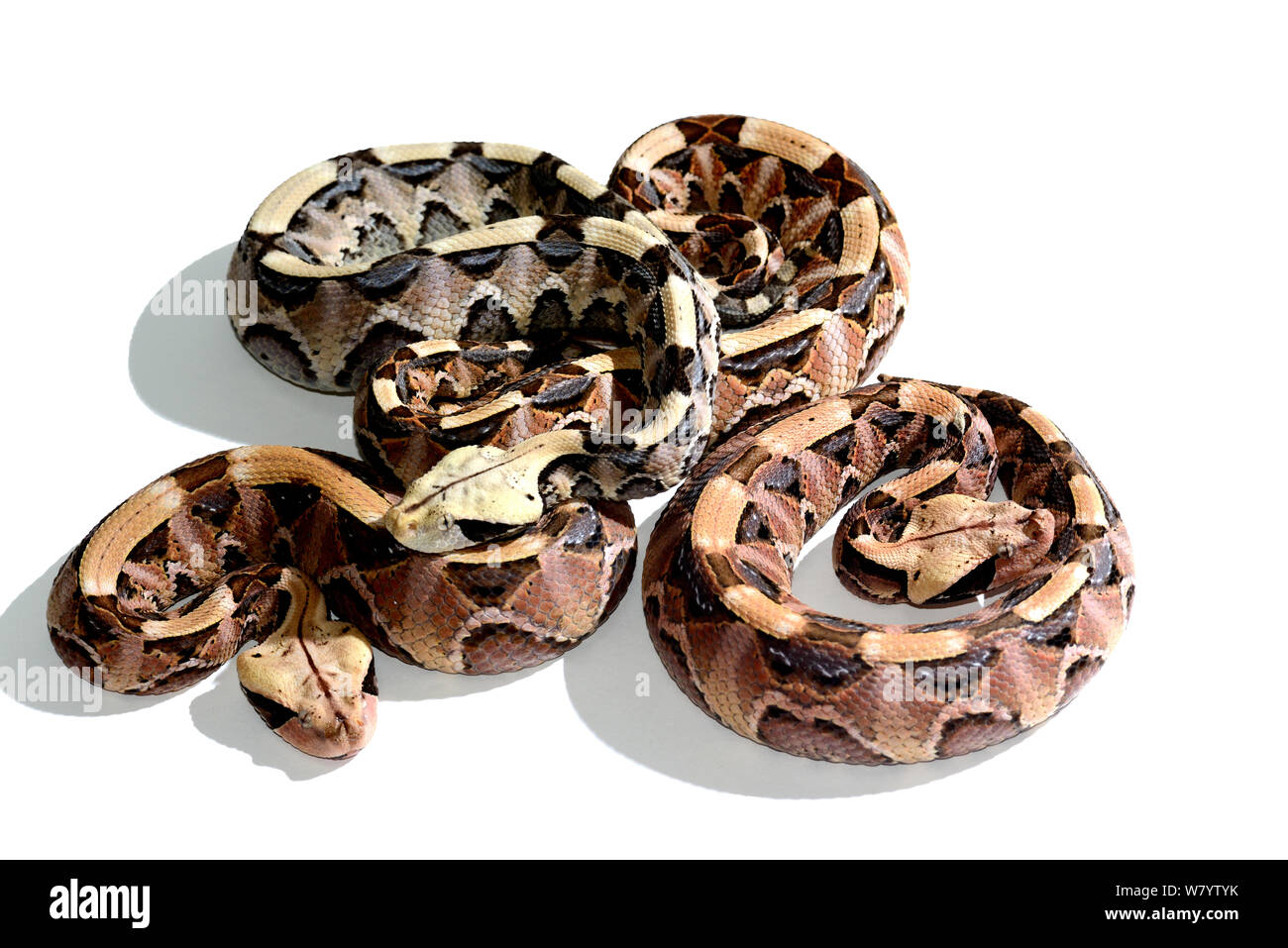 Vipère rhinocéros rhinocéros Bitis (nouveau-nés) sur fond blanc. En captivité, se produit en Afrique de l'Ouest. Banque D'Images