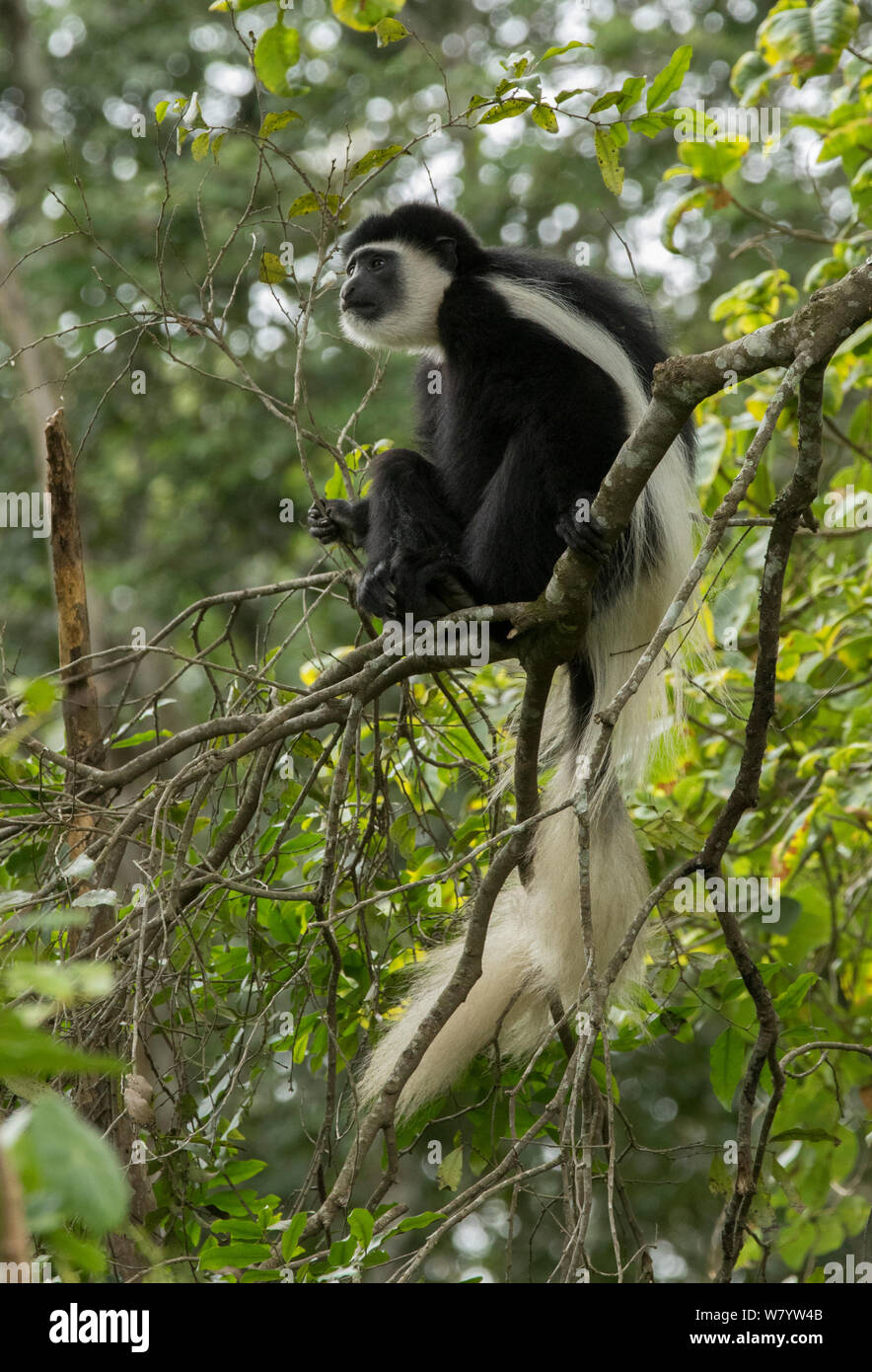 Le cerf (Colobus guereza colobus monkey caudatus) Parc National d'Arusha, Tanzanie. Banque D'Images