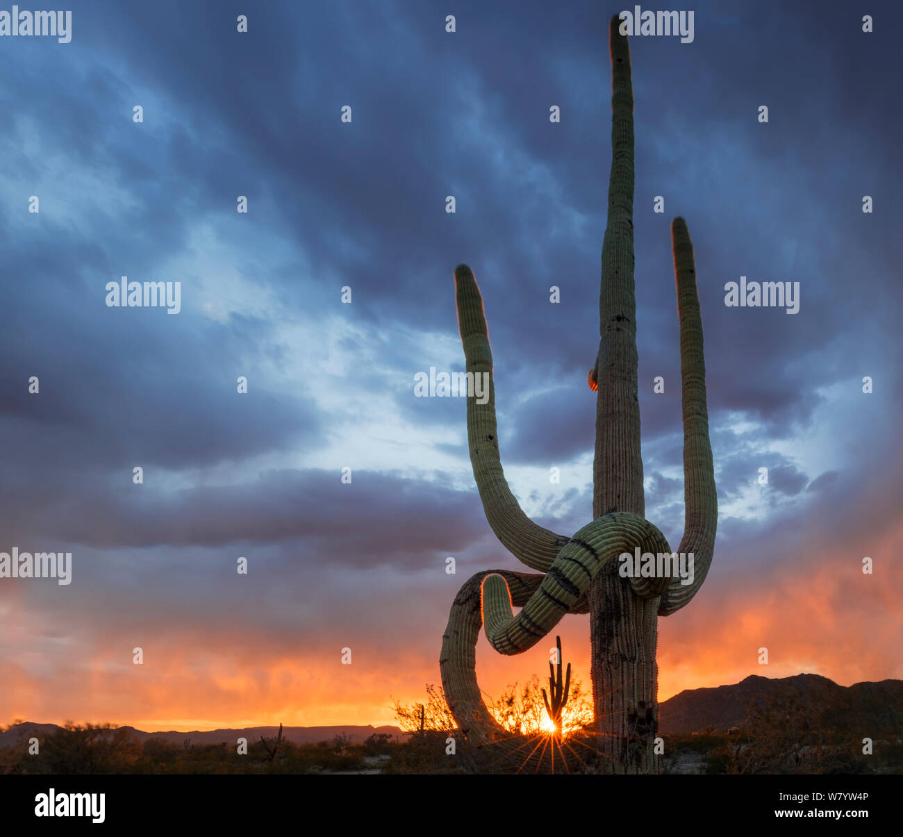 Cactus Saguaro (Carnegiea gigantea) au coucher du soleil, avec l'affaissement des membres inférieurs, endommagé par le gel au sud des montagnes de Maricopa Désert, désert de Sonora National Monument, Arizona, USA, mars. Banque D'Images
