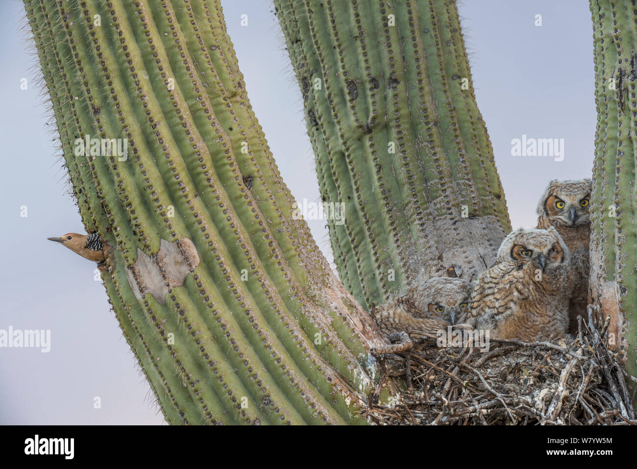 Grand-duc d'Amérique (Bubo virginianus) poussins de nicher dans des cactus Saguaro (Carnegiea gigantea) et Gila Woodpecker (Melanerpes uropygialis) au nid, les montagnes Santa Catalina, Arizona, USA, mai. Banque D'Images
