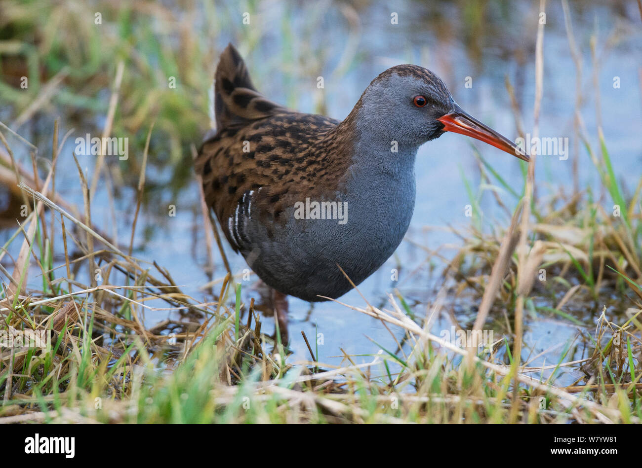 L'eau de l'Ouest (Rail Rallus aquaticus aquaticus) à bord de l'eau. Cresswell, Druridge Bay, Northumberland, England, UK. Janvier. Banque D'Images