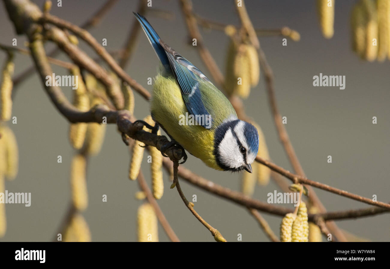 Mésange bleue (Cyanistes caeruleus) sur un (Corylus) avec la direction générale des chatons. Basse-saxe, Allemagne. Février. Banque D'Images Mésange bleue (Cyanistes caeruleus) sur un (Corylus) avec la direction générale des chatons. Basse-saxe, Allemagne. Février. Banque D'Images