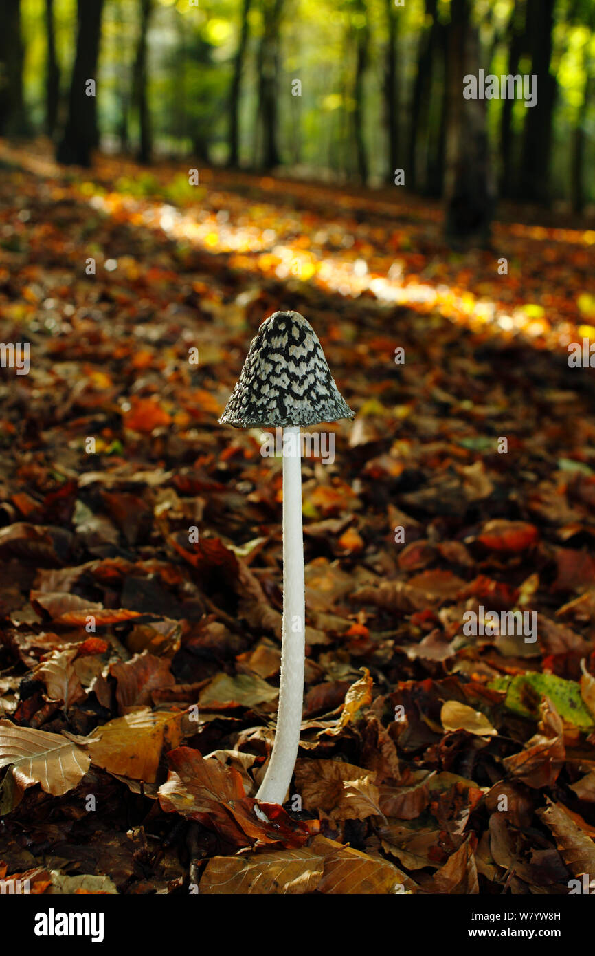 Inkcap Magpie (champignon Coprinus picaceus) croissant en bois de hêtre, and Banstead Woods SSSI, North Downs. Surrey, UK, octobre. Banque D'Images