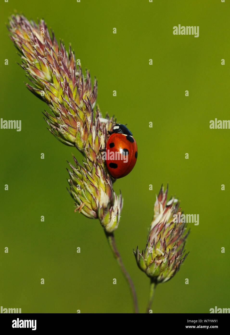 Septième place ladybird (Coccinella 7-punctata) reposant sur l'herbe tête. Sud-ouest de Londres, Royaume-Uni, juin. Banque D'Images